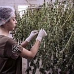 Award-Winning Film Producer Creating New Documentary Chronicling The Rich History of Hemp Production in America "The Seed and Fiber of Wealth"